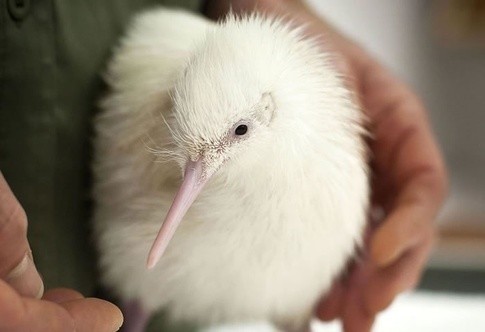 这100种动物你都认识吗,10种从未见过的动物