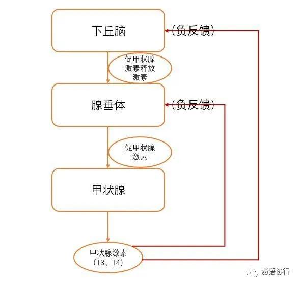 甲状腺功能解读,甲状腺功能临床解读