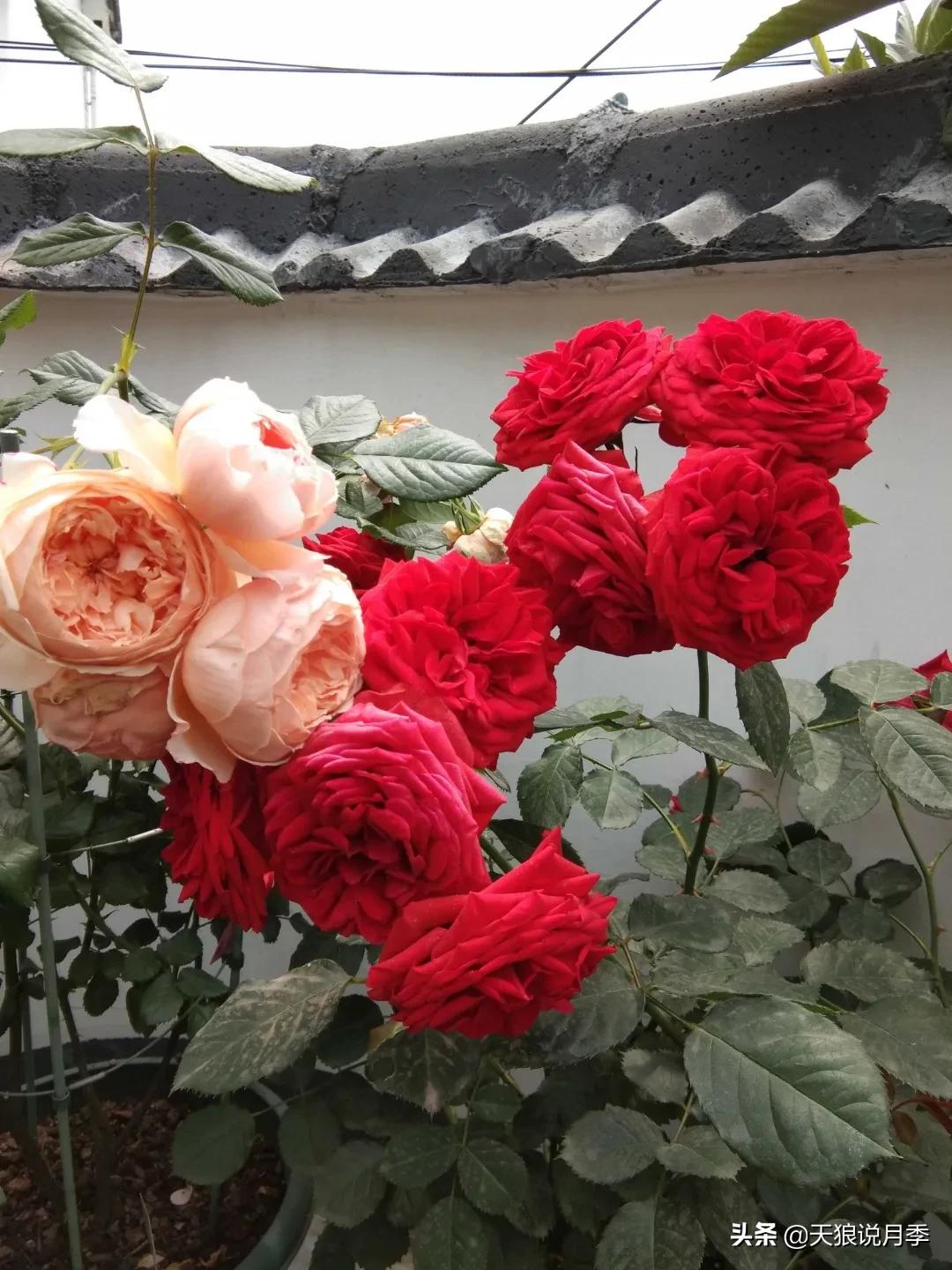 月季花是时候展现真正的技术了 (开春的第一波月季花就这么过去了)