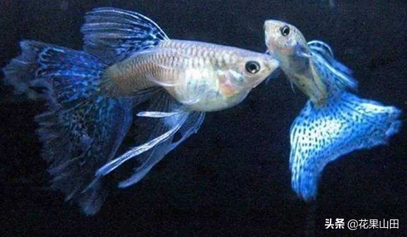 什么情况下给孔雀鱼剪尾巴,孔雀鱼剪尾以后如何养护