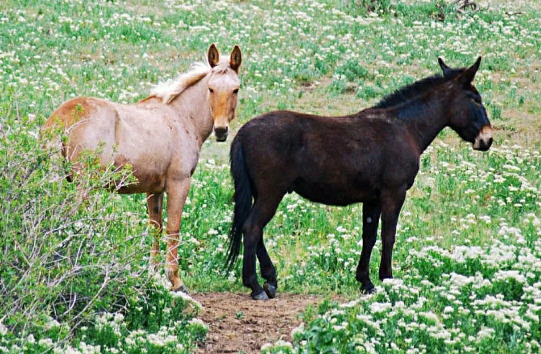 驴和骡子有生殖隔离吗,马和驴有生殖隔离吗