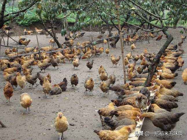 养鸡怎么预防老鹰捉小鸡,养鸡怎样预防老鹰捉小鸡