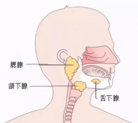 为什么低头玩手机容易口臭,一天24小时口臭