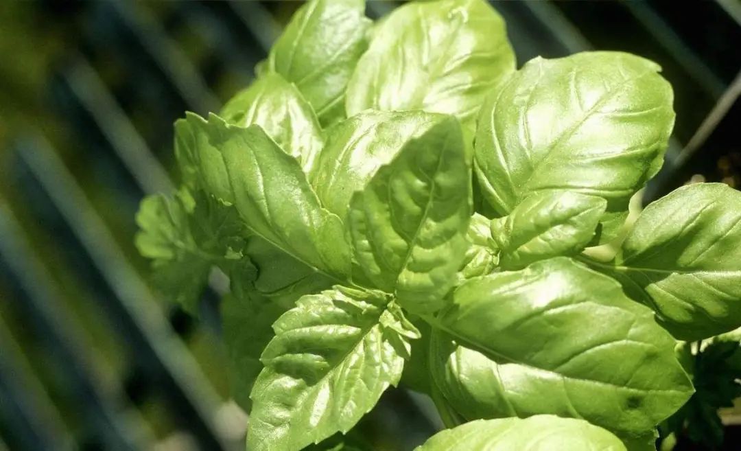 味似茴香的罗勒,叶翠、花艳、芳香四溢,实用派都盆栽在阳台上
