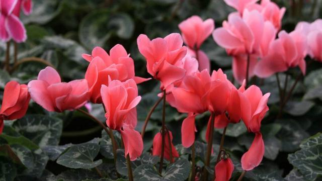 仙客来花老黄叶,仙客来每天黄叶