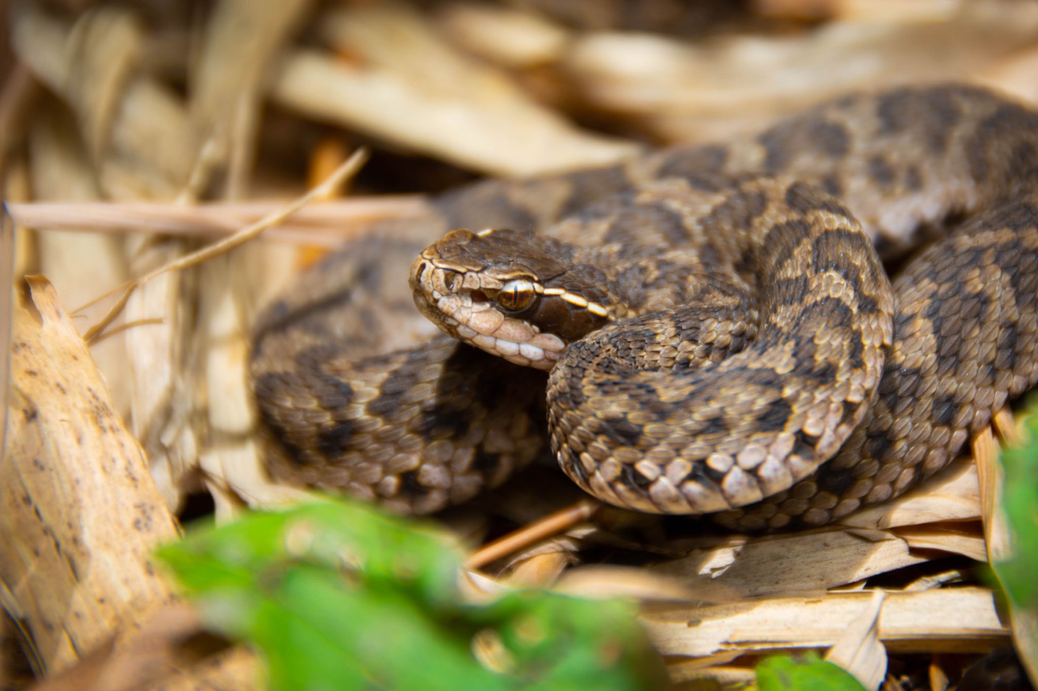 为什么眼镜王蛇的毒性很强,中国的眼镜王蛇最毒最凶猛吗