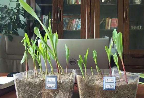 春天种什么蔬菜最简单好吃,春天种什么蔬菜最合适盆栽