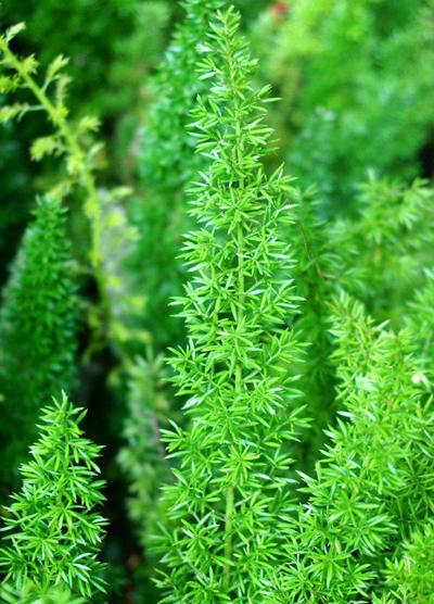 叶子细长叶片中间白色边缘绿色,叶片成椭圆形表面带毛是哪种果树