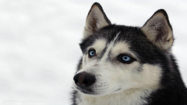 挑选哈士奇性格,挑选哈士奇幼犬技巧