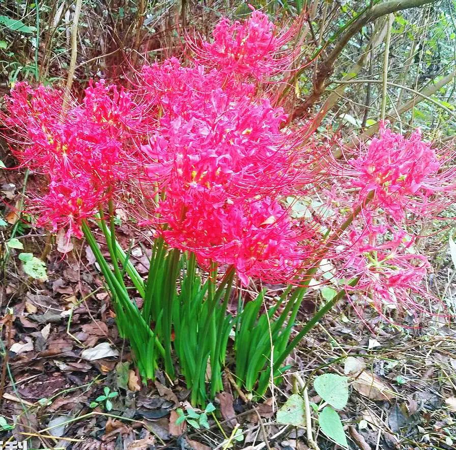 花开一千年落一千年花叶永不相见,彼岸花开从此花叶永不相见