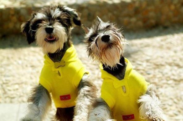 雪纳瑞的优缺点适合什么人群饲养,比熊泰迪雪纳瑞哪个优点多