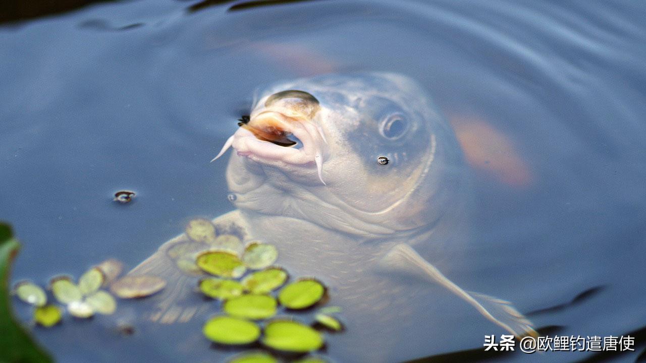 夏季下雨过后钓鱼应如何选择钓位,夏季垂钓这3个钓位上鱼超多