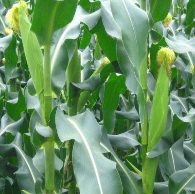 水果玉米可以直接生吃吗,可以生吃的玉米你吃过吗