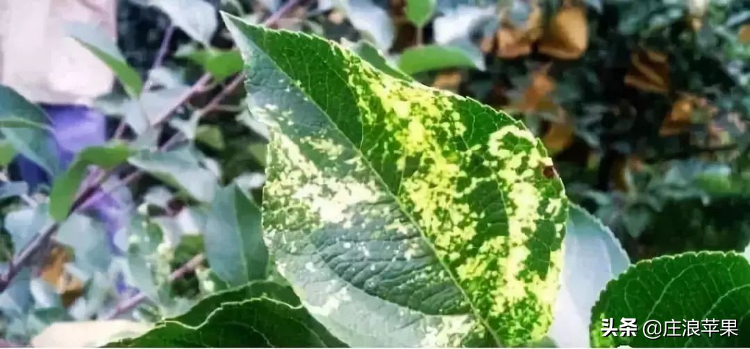 苹果霉心病雨后防治和雨前防治,高温高湿要防苹果早期落叶病