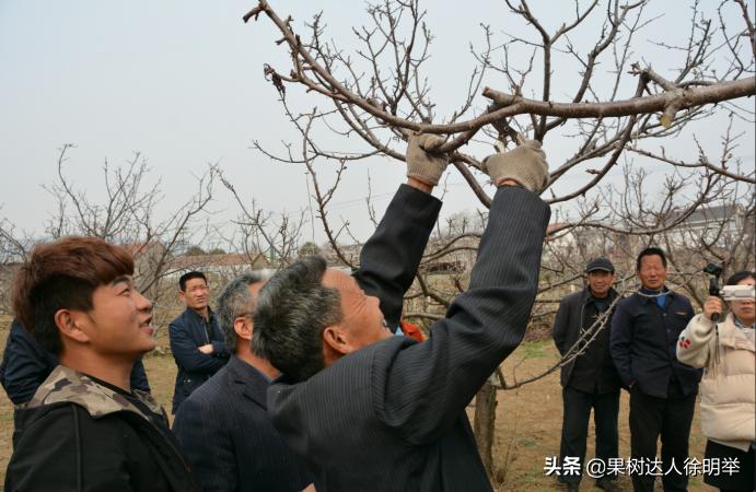 大樱桃枝叶过密怎么处理,大樱桃整形修剪中存在的问题