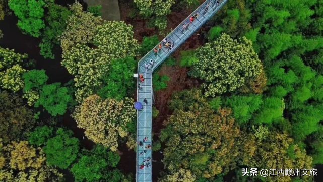 江西森林马拉松赛大余站第一名,江西森林马拉松系引赛靖安站