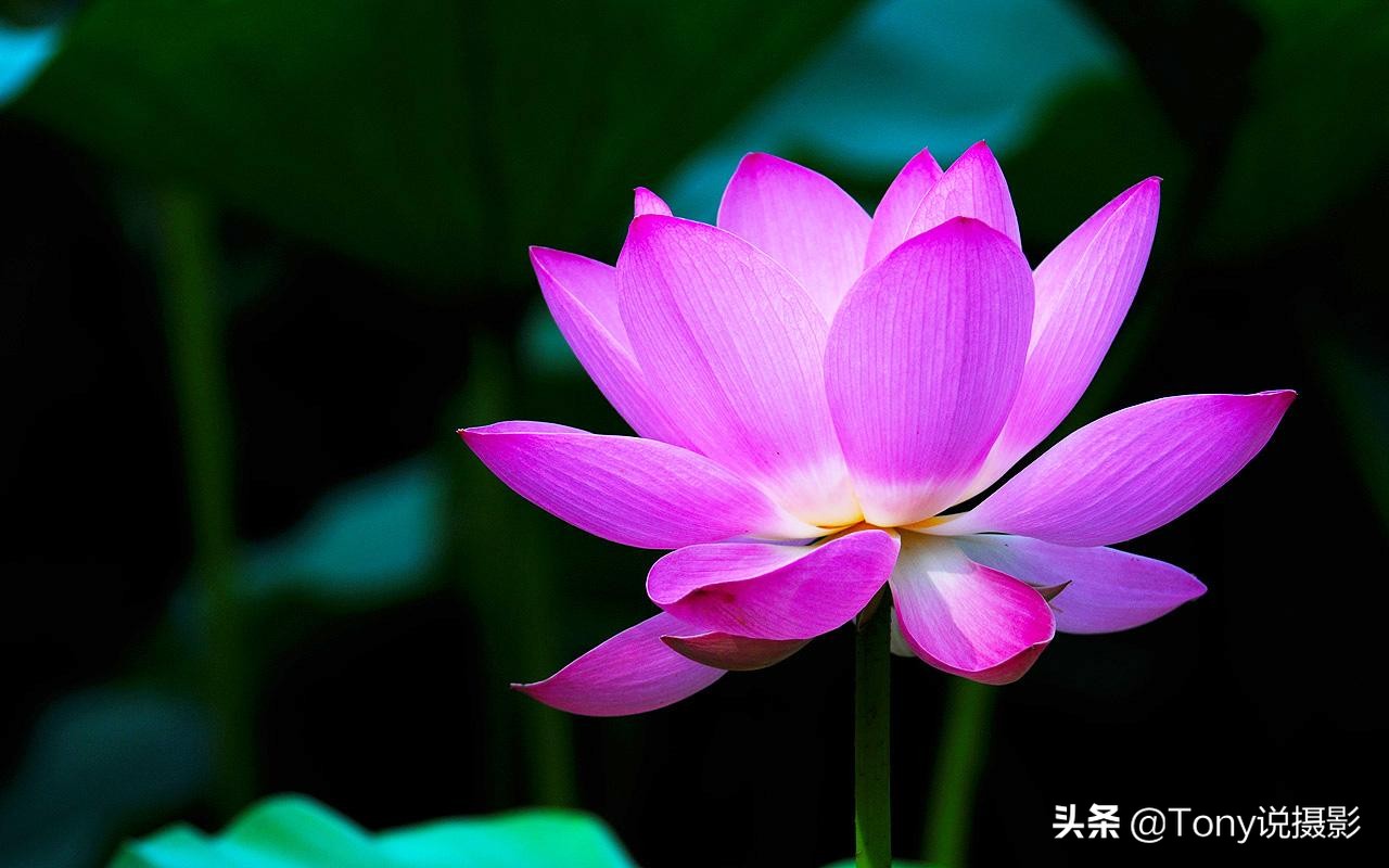 摄影技巧大光圈,摄影技巧虚化叠加