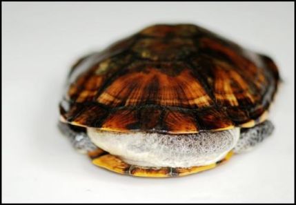 刺颈龟属图片,刺颈龟是保育品种吗