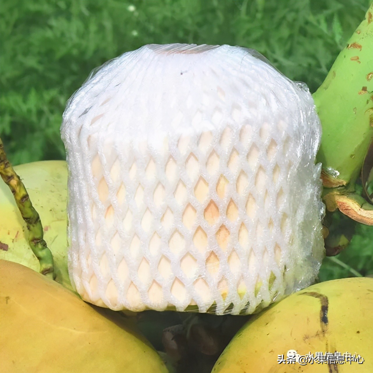 海南水果都有哪些品种图片及名称,海南水果上市时间表赶快收藏吧