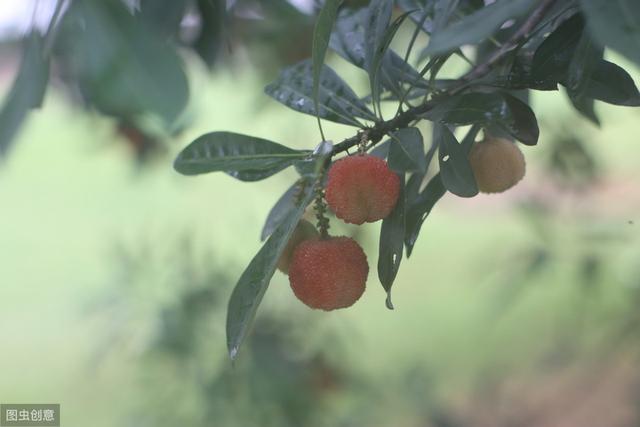 杨梅丰产栽培技术有哪些,杨梅种植方法及管理技术