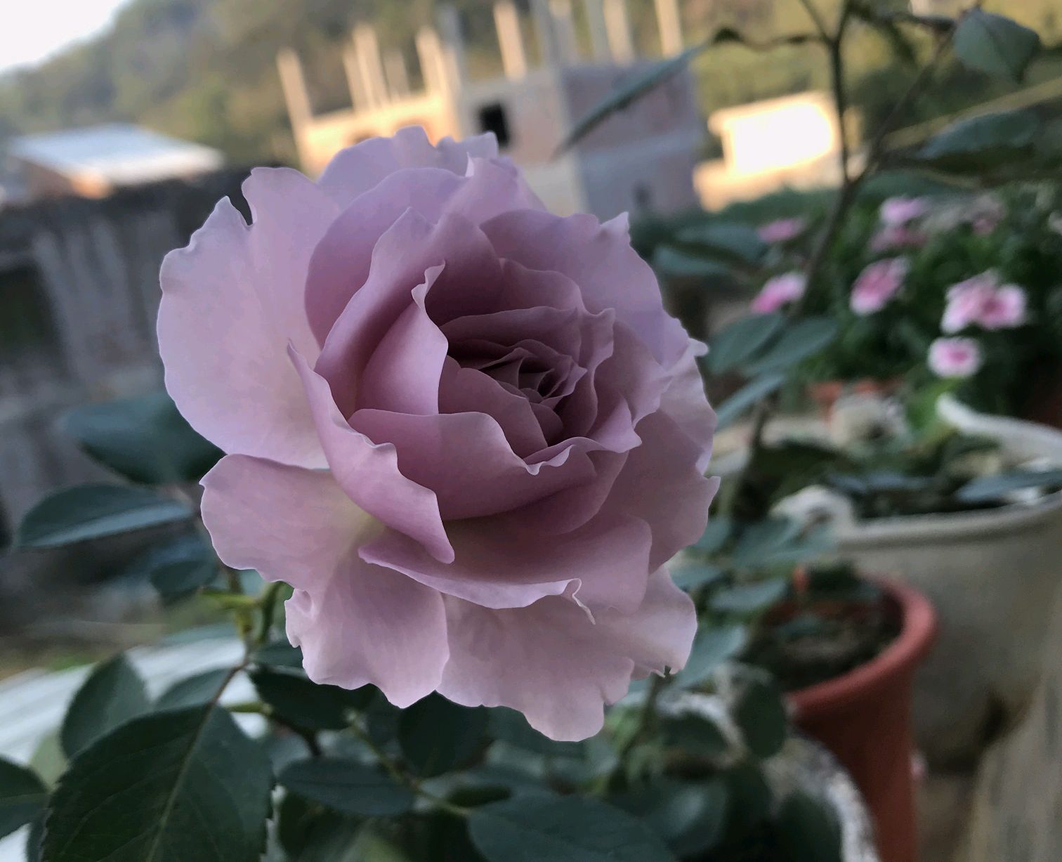 给月季换盆弄断毛细根,月季春天发芽后又枯萎了如何处理