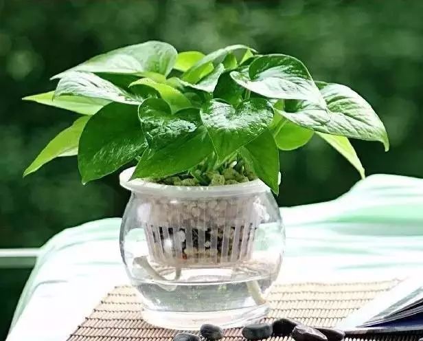 适合放卧室的高大植物,放在卧室的植物养眼