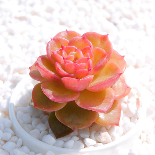 1000种多肉植物图鉴大全大图,景天科1000种多肉植物图鉴