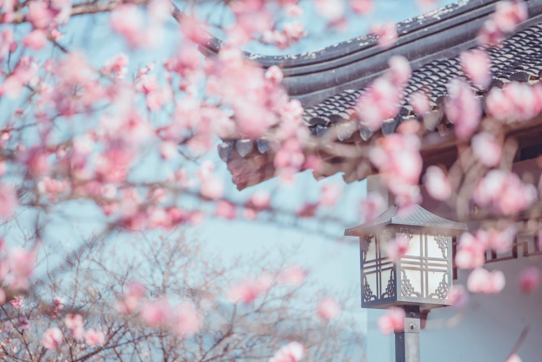 戴口罩的冬天太漫长，差点忘了中国的春天有多美