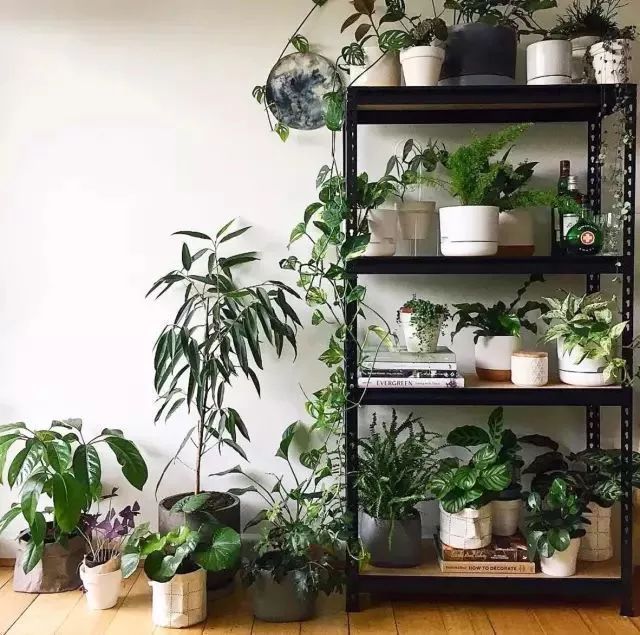 开一家植物美学小店,开一家属于自己的花店