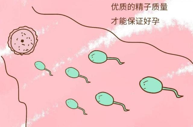 精子是通过什么方式和卵子结合的,精子经历什么才能与卵子结合
