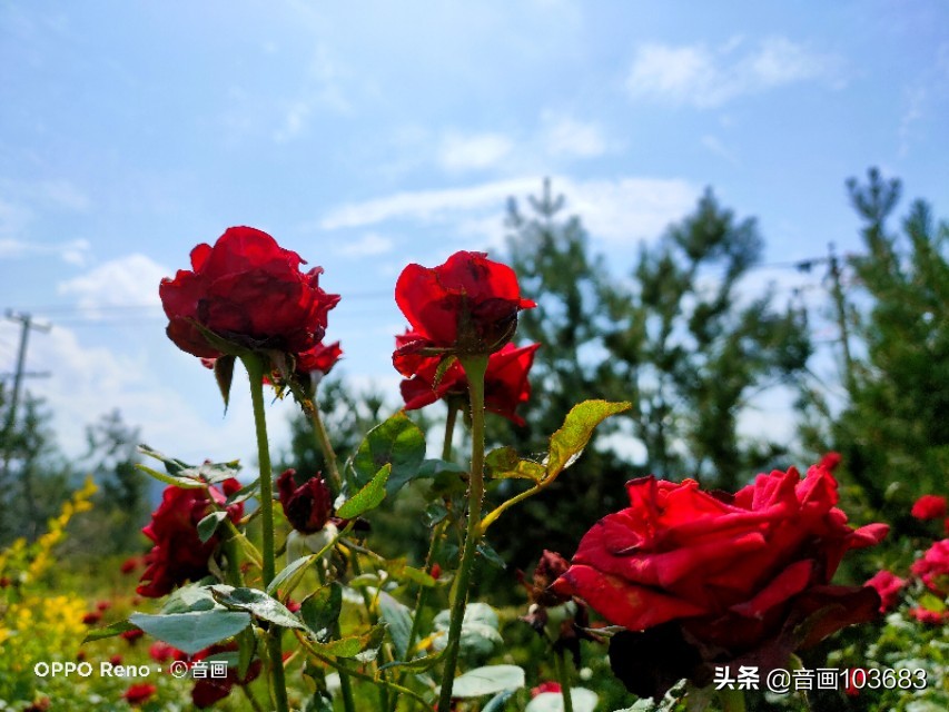 美丽的营头镇,我童年的天堂