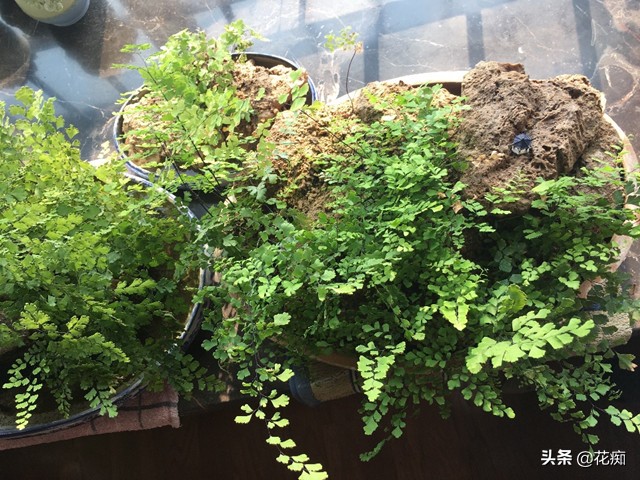 上水石上用什么土栽培绿植,适合种在上水石上的绿植