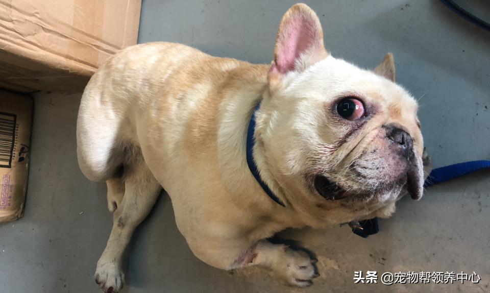 被遗弃的小法斗,法斗被遗弃