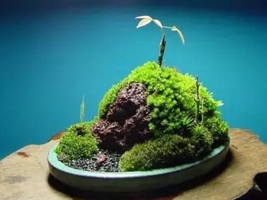 你听说过“苔藓盆景”吗？造型多样，观赏性强，快看看你喜欢吗？