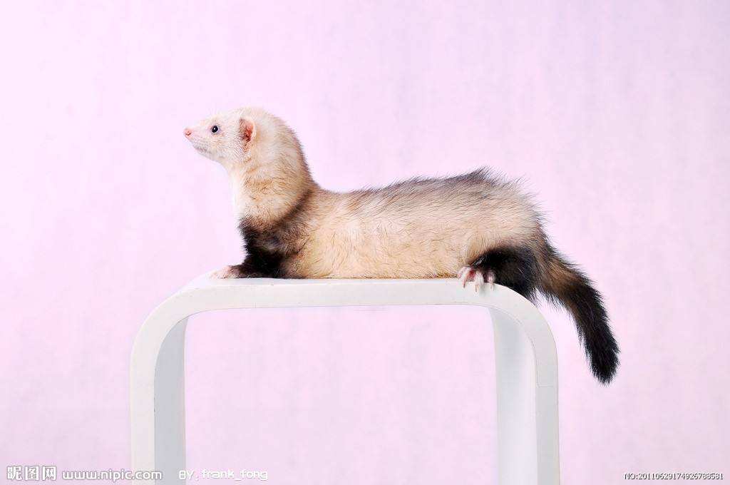 貂动物介绍,黄金貂介绍