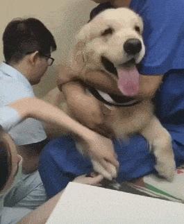 养猫狗常备药,宠物猫狗常用药