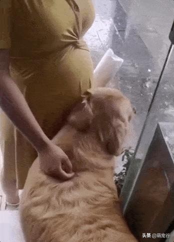 金毛胎动,金毛贴着怀孕肚子听胎动