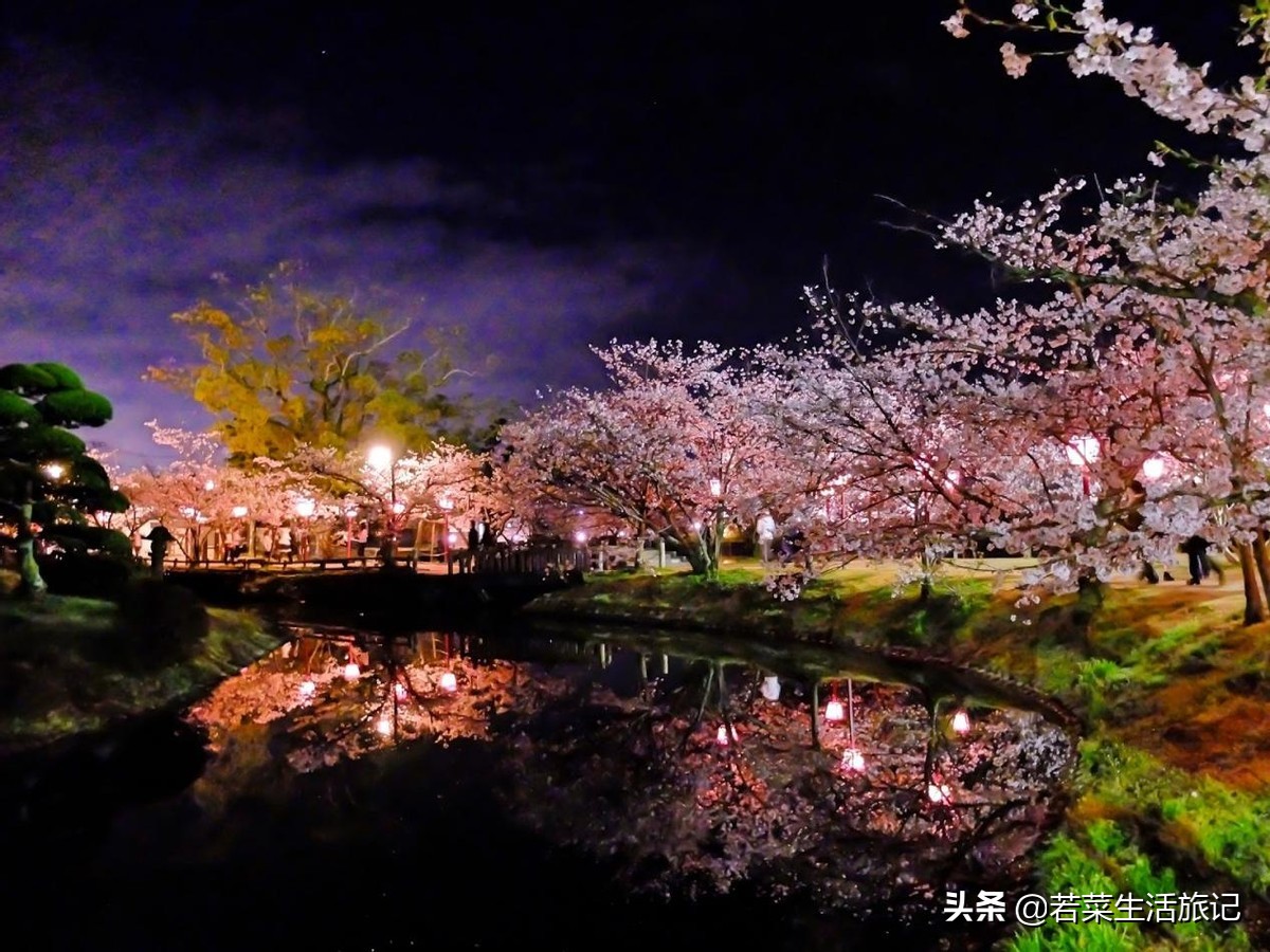 九州岛樱花,九州樱花之旅