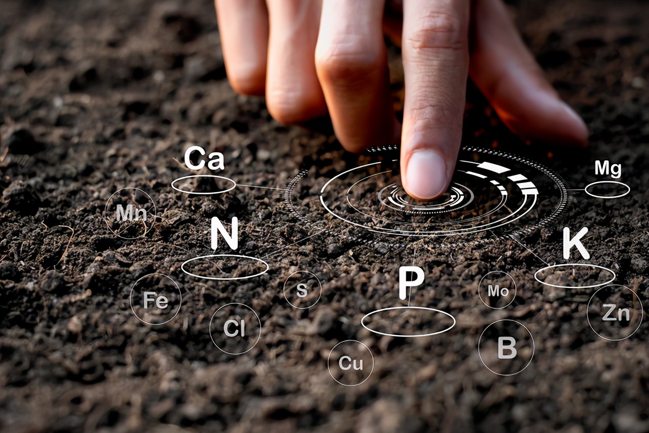 土豆很多小疙瘩是什么原因,怎么让土豆少结薯