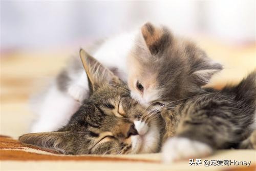 为什么中国的土猫在国外很昂贵,这3种土猫一生都在被嫌弃