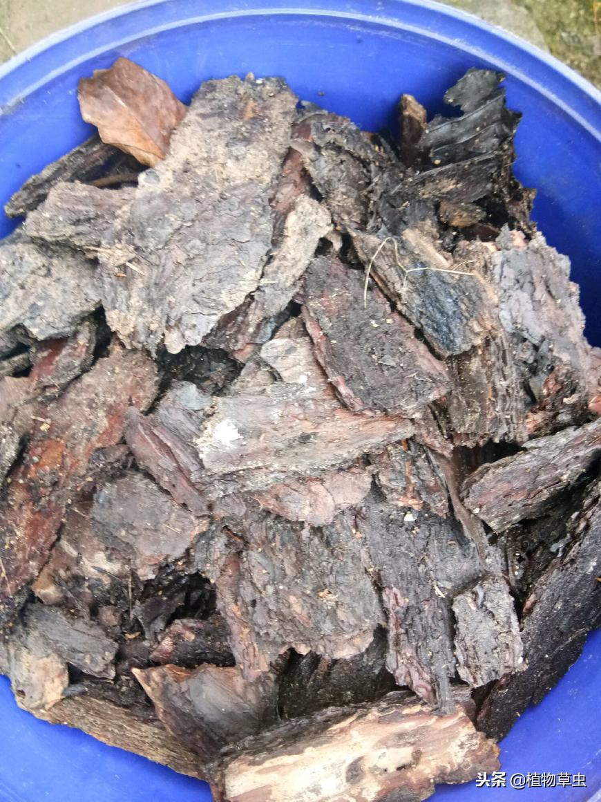 种植兰花松树皮和植金石的比例,植金石松树皮养兰花多久浇水