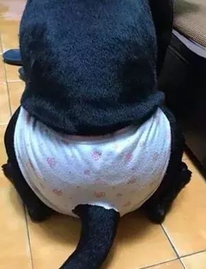 狗狗也会来姨妈嘛,狗狗来月经怎么办