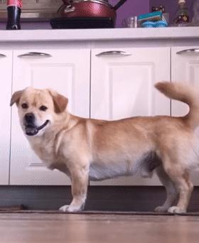 柯基和柯基生出的宝宝长得像吗,来看看柯基强大的基因