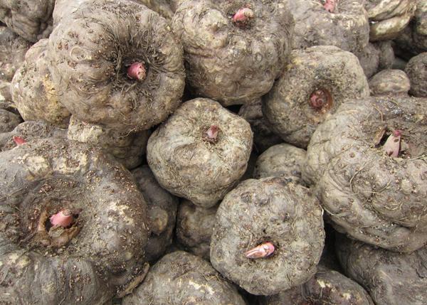 美食分享q弹软糯真的好吃,好吃又耐嚼的魔芋丝