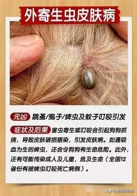 犬病综合预防方案,如何能预防与治疗宠物狗皮肤病