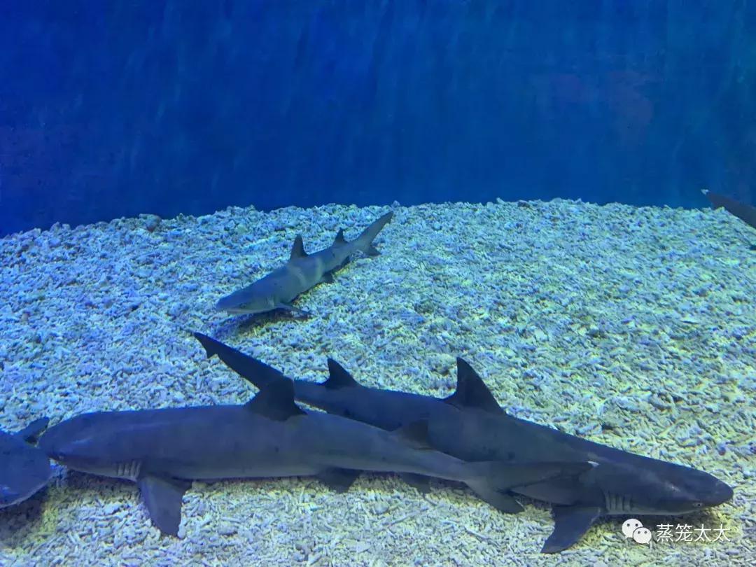 橡皮泥最好做的方法,橡皮泥买什么样的安全