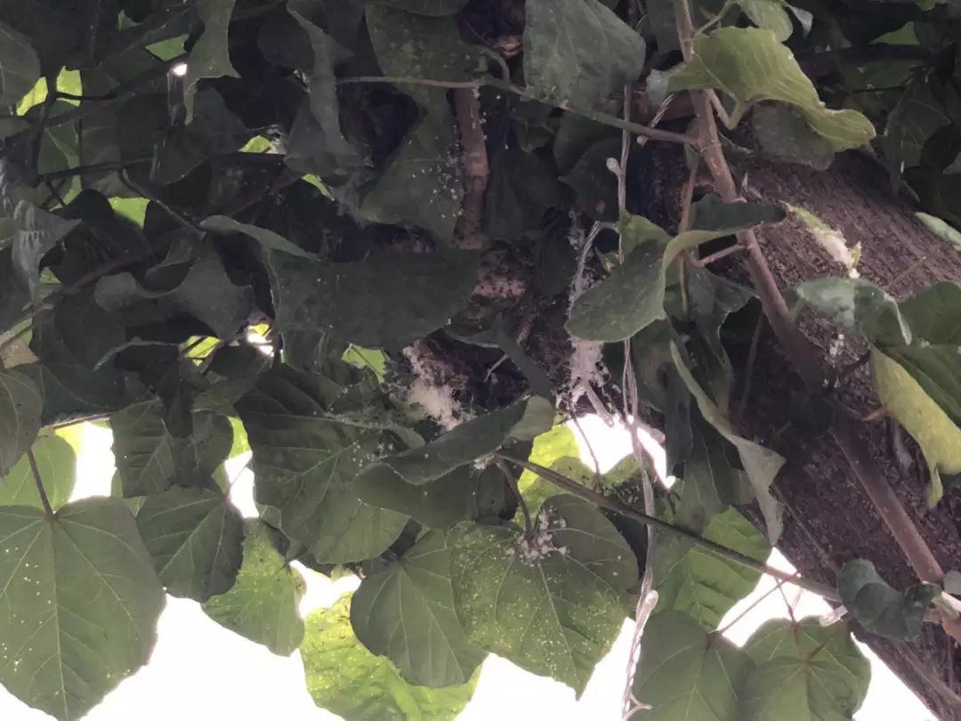 番禺|桥南汇景大道现“飞霜”?原来是这种害虫泛滥!桥南街绿化队出动了