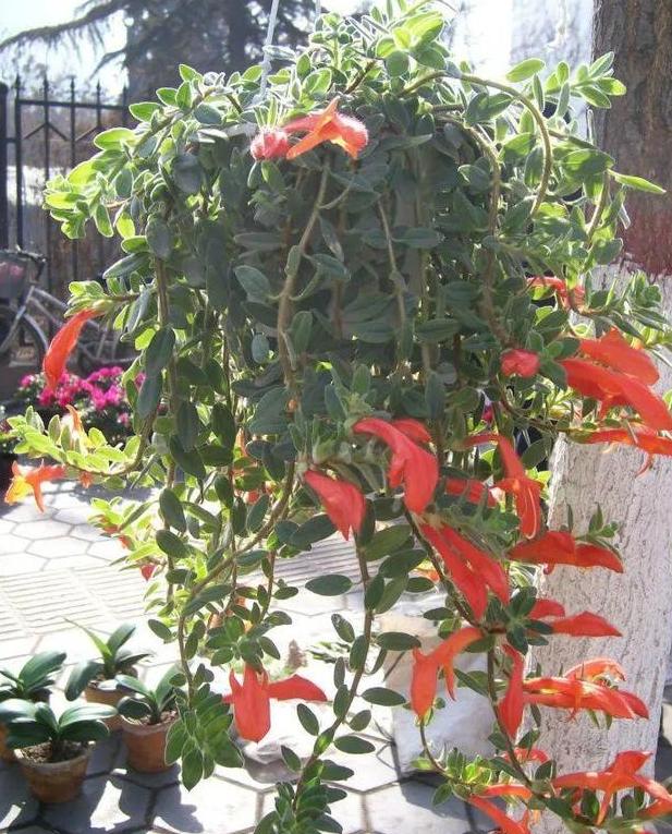 金鱼吊兰什么时候修剪不影响开花,金鱼吊兰不开花的原因和解决办法