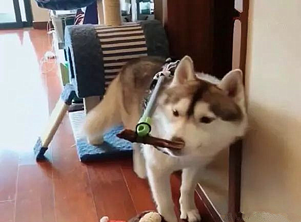 狗出门在外的大小便神器,院子里自制狗狗大小便神器