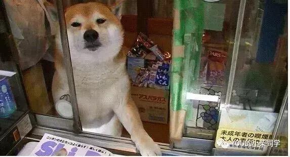 如何买到又好又便宜的柴犬,怎么才能买到便宜的小柴犬